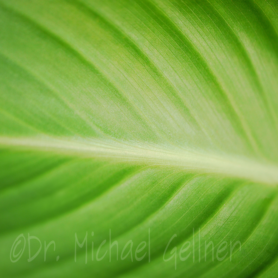 Canna - huge green leaf