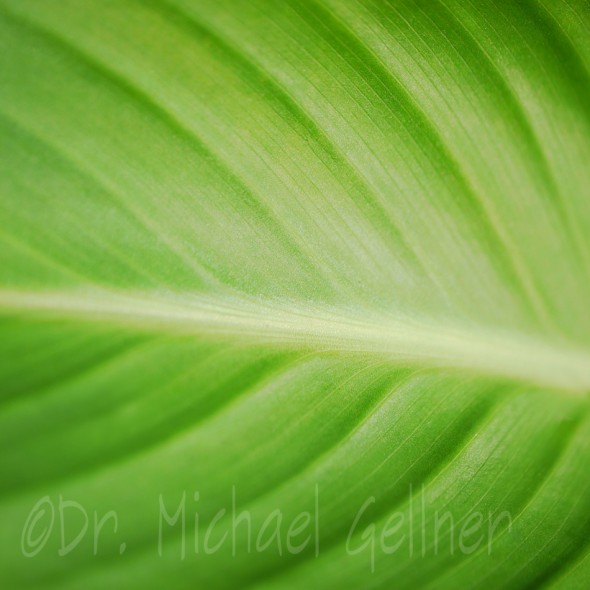 Canna - huge green leaf
